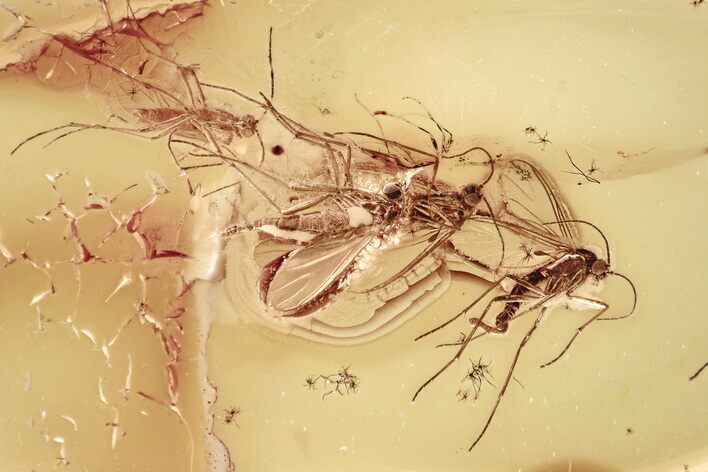 Four Fossil Dark-Winged Fungus Gnats (Sciaridae) In Baltic Amber #325289